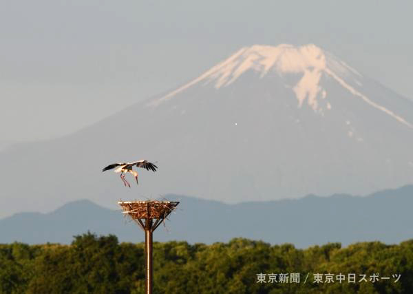 Z-138　夏富士とコウノトリ（栃木県小山市）